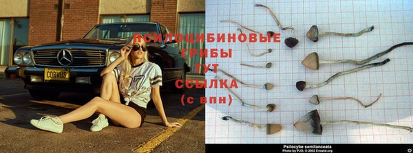гашик Алзамай